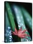 Dew Drops on Japanese Maple Leaf-Darrell Gulin-Stretched Canvas