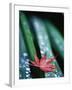 Dew Drops on Japanese Maple Leaf-Darrell Gulin-Framed Photographic Print