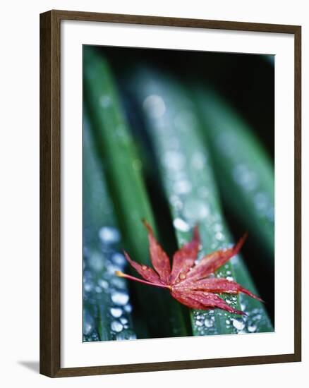 Dew Drops on Japanese Maple Leaf-Darrell Gulin-Framed Photographic Print