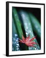 Dew Drops on Japanese Maple Leaf-Darrell Gulin-Framed Photographic Print