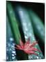Dew Drops on Japanese Maple Leaf-Darrell Gulin-Mounted Photographic Print