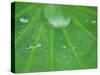 Dew Drops on Lotus Leaf, Kenilworth Aquatic Gardens, Washington DC, USA-Corey Hilz-Stretched Canvas