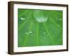 Dew Drops on Lotus Leaf, Kenilworth Aquatic Gardens, Washington DC, USA-Corey Hilz-Framed Photographic Print