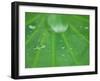 Dew Drops on Lotus Leaf, Kenilworth Aquatic Gardens, Washington DC, USA-Corey Hilz-Framed Photographic Print