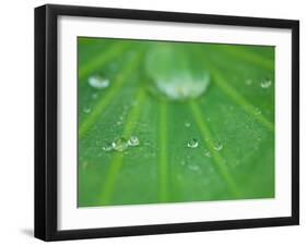 Dew Drops on Lotus Leaf, Kenilworth Aquatic Gardens, Washington DC, USA-Corey Hilz-Framed Photographic Print