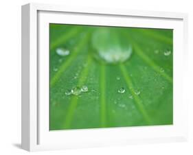 Dew Drops on Lotus Leaf, Kenilworth Aquatic Gardens, Washington DC, USA-Corey Hilz-Framed Photographic Print