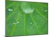 Dew Drops on Lotus Leaf, Kenilworth Aquatic Gardens, Washington DC, USA-Corey Hilz-Mounted Photographic Print