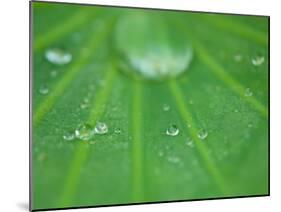 Dew Drops on Lotus Leaf, Kenilworth Aquatic Gardens, Washington DC, USA-Corey Hilz-Mounted Photographic Print