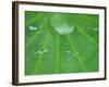 Dew Drops on Lotus Leaf, Kenilworth Aquatic Gardens, Washington DC, USA-Corey Hilz-Framed Photographic Print