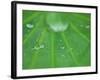 Dew Drops on Lotus Leaf, Kenilworth Aquatic Gardens, Washington DC, USA-Corey Hilz-Framed Photographic Print