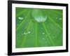 Dew Drops on Lotus Leaf, Kenilworth Aquatic Gardens, Washington DC, USA-Corey Hilz-Framed Photographic Print