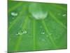 Dew Drops on Lotus Leaf, Kenilworth Aquatic Gardens, Washington DC, USA-Corey Hilz-Mounted Photographic Print