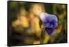 Dew drops on petal of pansy flower, colorful bokeh background-Paivi Vikstrom-Framed Stretched Canvas
