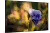 Dew drops on petal of pansy flower, colorful bokeh background-Paivi Vikstrom-Stretched Canvas