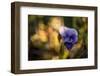 Dew drops on petal of pansy flower, colorful bokeh background-Paivi Vikstrom-Framed Photographic Print