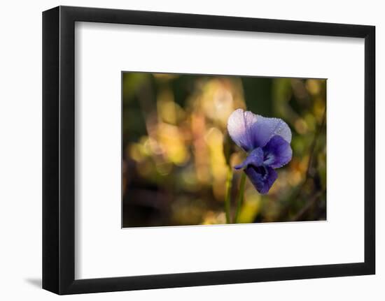 Dew drops on petal of pansy flower, colorful bokeh background-Paivi Vikstrom-Framed Photographic Print
