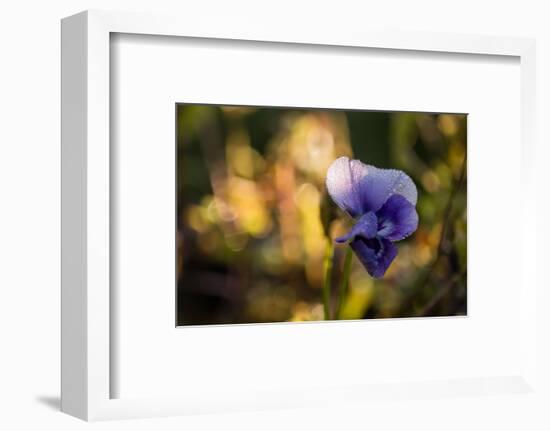 Dew drops on petal of pansy flower, colorful bokeh background-Paivi Vikstrom-Framed Photographic Print