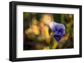 Dew drops on petal of pansy flower, colorful bokeh background-Paivi Vikstrom-Framed Photographic Print