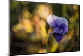 Dew drops on petal of pansy flower, colorful bokeh background-Paivi Vikstrom-Mounted Photographic Print