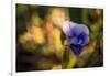 Dew drops on petal of pansy flower, colorful bokeh background-Paivi Vikstrom-Framed Photographic Print