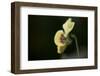 Dew drops on petal of pansy flower on a dark background-Paivi Vikstrom-Framed Photographic Print