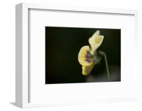 Dew drops on petal of pansy flower on a dark background-Paivi Vikstrom-Framed Photographic Print