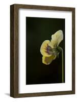Dew drops on petal of pansy flower on a dark background-Paivi Vikstrom-Framed Photographic Print