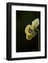 Dew drops on petal of pansy flower on a dark background-Paivi Vikstrom-Framed Photographic Print