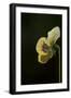 Dew drops on petal of pansy flower on a dark background-Paivi Vikstrom-Framed Photographic Print
