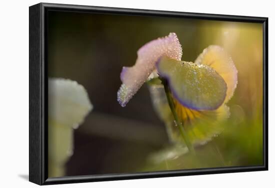 Dew drops on petal of pansy flower on a sunny background-Paivi Vikstrom-Framed Photographic Print