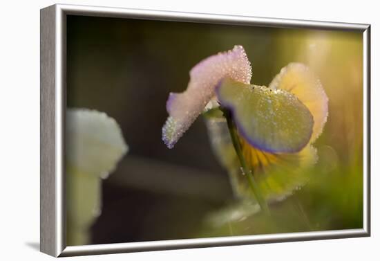 Dew drops on petal of pansy flower on a sunny background-Paivi Vikstrom-Framed Photographic Print