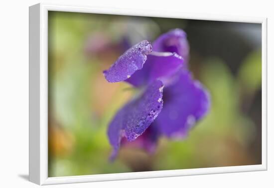 Dew drops on petal of purple pansy flower on a green nature background-Paivi Vikstrom-Framed Photographic Print