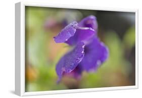 Dew drops on petal of purple pansy flower on a green nature background-Paivi Vikstrom-Framed Photographic Print