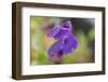 Dew drops on petal of purple pansy flower on a green nature background-Paivi Vikstrom-Framed Photographic Print