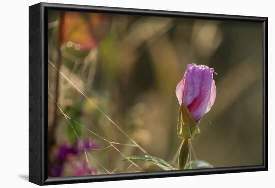 Dew drops on petals of Malva, bokeh background-Paivi Vikstrom-Framed Photographic Print