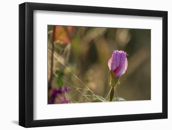 Dew drops on petals of Malva, bokeh background-Paivi Vikstrom-Framed Photographic Print