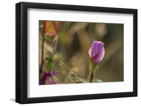 Dew drops on petals of Malva, bokeh background-Paivi Vikstrom-Framed Photographic Print