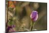 Dew drops on petals of Malva, bokeh background-Paivi Vikstrom-Mounted Photographic Print