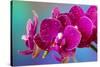 Dew drops on pink Orchid-Darrell Gulin-Stretched Canvas