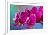 Dew drops on pink Orchid-Darrell Gulin-Framed Photographic Print