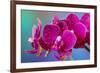Dew drops on pink Orchid-Darrell Gulin-Framed Photographic Print