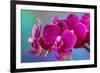 Dew drops on pink Orchid-Darrell Gulin-Framed Photographic Print