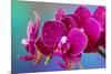 Dew drops on pink Orchid-Darrell Gulin-Mounted Photographic Print