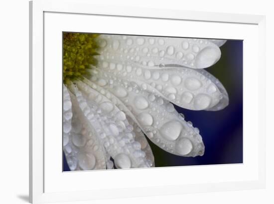 Dew drops on white pedals of white daisy-Darrell Gulin-Framed Photographic Print