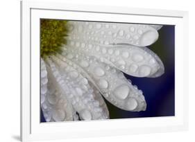 Dew drops on white pedals of white daisy-Darrell Gulin-Framed Photographic Print