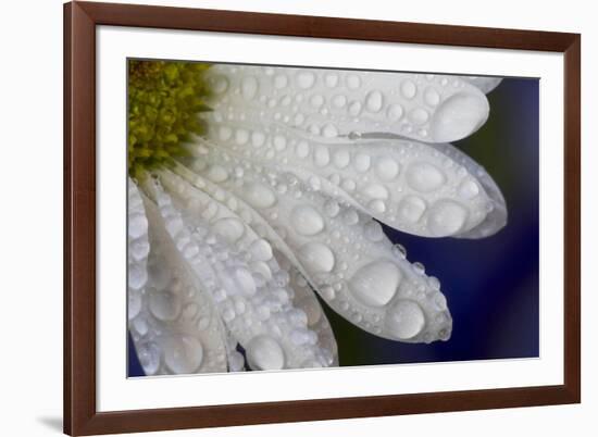 Dew drops on white pedals of white daisy-Darrell Gulin-Framed Photographic Print