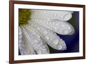 Dew drops on white pedals of white daisy-Darrell Gulin-Framed Photographic Print