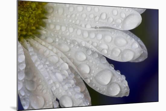 Dew drops on white pedals of white daisy-Darrell Gulin-Mounted Photographic Print