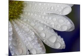Dew drops on white pedals of white daisy-Darrell Gulin-Mounted Photographic Print