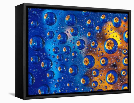 Dew Drops reflecting an Orange Profusion Zinnia with a blue backdrop, Sammamish Washington-Darrell Gulin-Framed Stretched Canvas